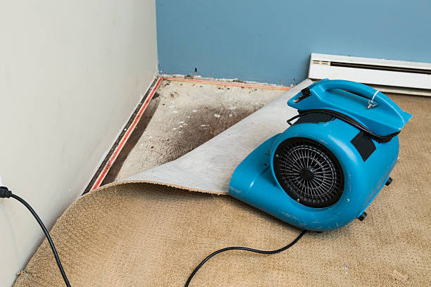 Best Mold removal after water damage  in Franklin Rk, PA
